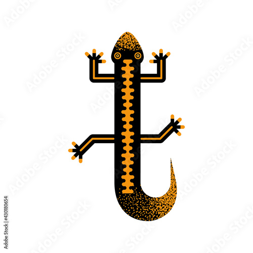 newt cute amphibian