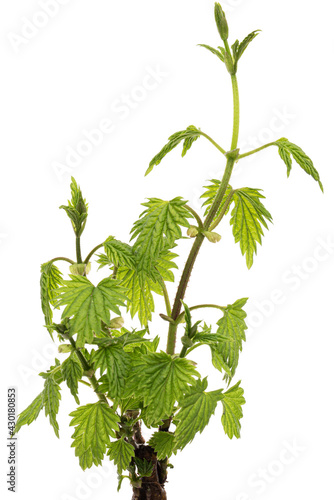 Young green hop leaves, isolated on white background