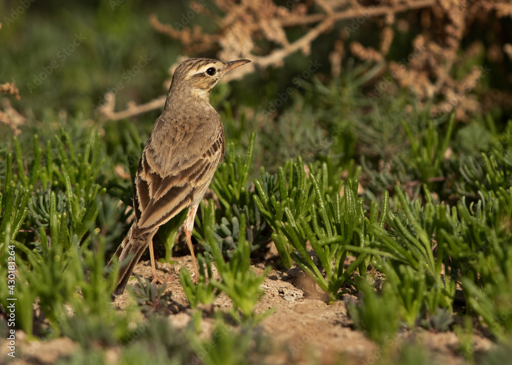 Fototapeta premium Long-billed pipit at Hamala, Bahrain