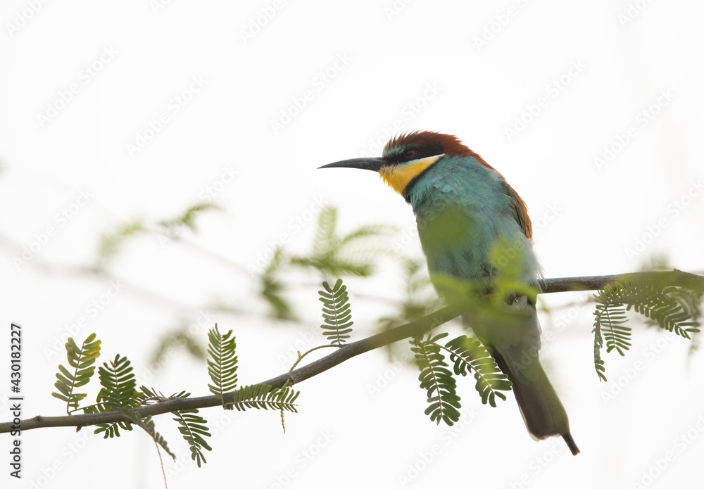 European bee-eater perched on a tree, Bahrain, A highkey image European bee-eater perched on a tree, Bahrain, A highkey image