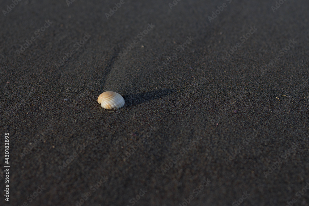 shells that are seen washed up on the beach, like waiting for the waves to come and bring them to the open sea shells that are seen washed up on the beach, like waiting for the waves to come and bring them to the open sea