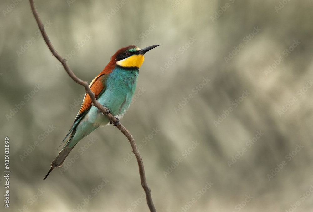Fototapeta premium European bee-eater perched on a acacia tree, Bahrain
