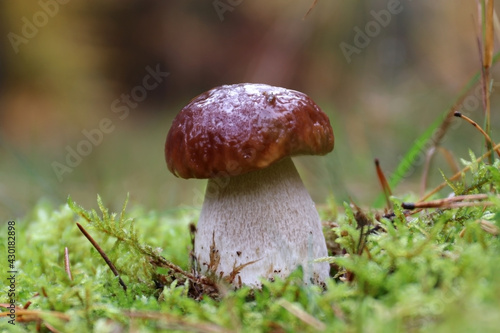 Wild edible mushroom porcino grows in the moss in the forest. It is young and strong. A large solid fungus with a brown cap and a white stem covered with a raised network pattern.