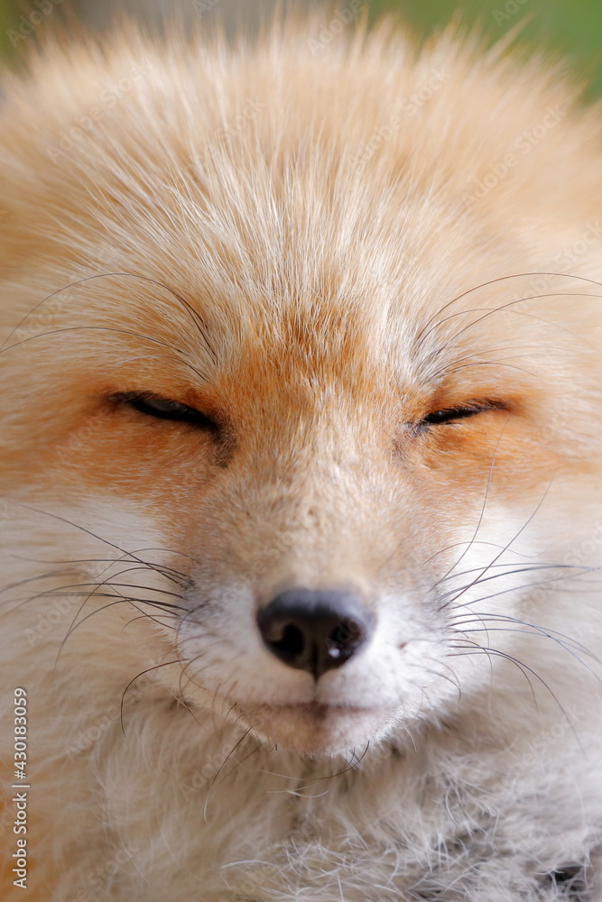 Obraz premium 正面のキツネ