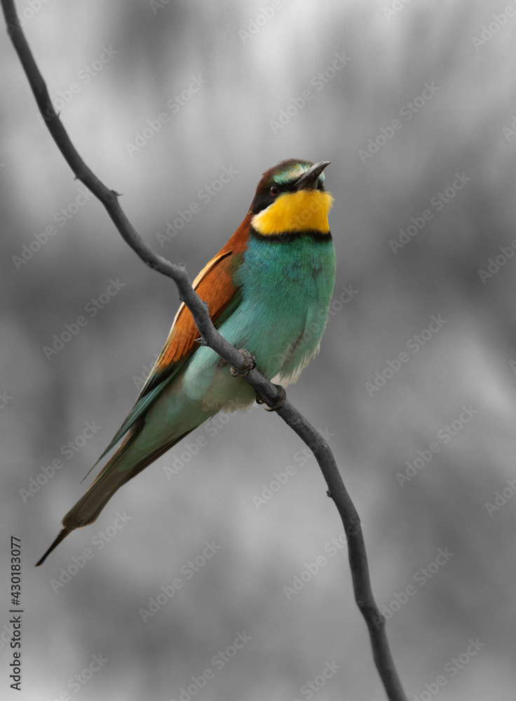 Selective monochrome image of a European bee-eater perched on a tree, Bahrain
