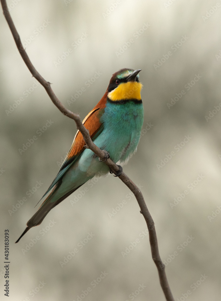 Portrait of a European bee-eater perched on a tree, Bahrain