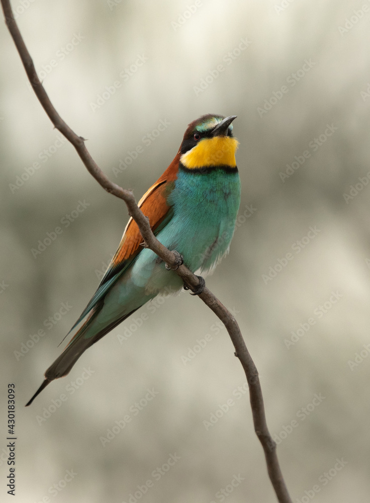 Portrait of a European bee-eater perched on a tree, Bahrain Portrait of a European bee-eater perched on a tree, Bahrain