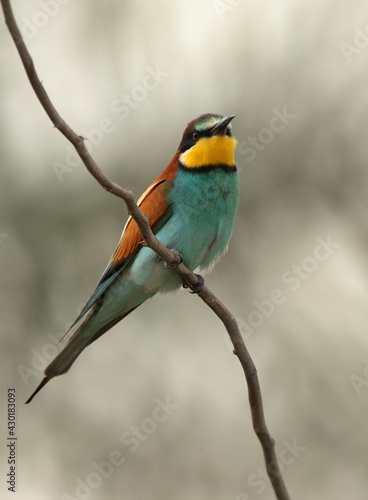 Portrait of a European bee-eater perched on a tree, Bahrain © Dr Ajay Kumar Singh