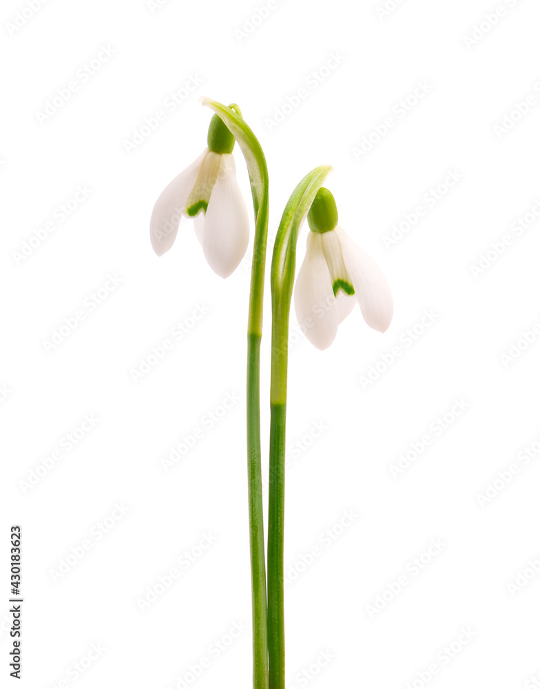 Snowdrop flowers isolated on white background. Beautiful spring flowers. Snowdrop flowers isolated on white background. Beautiful spring flowers.