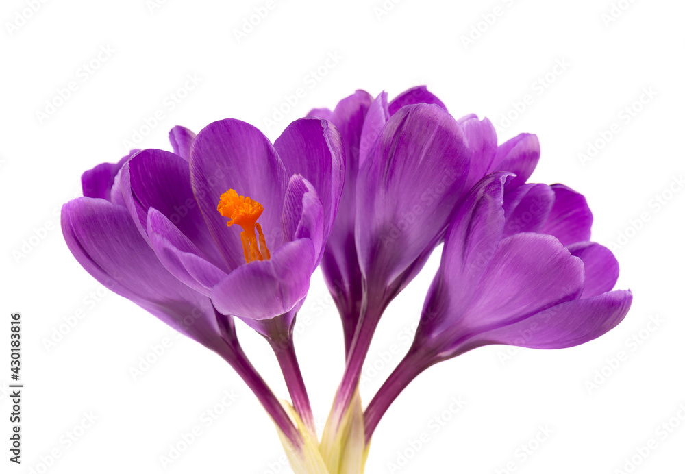 Crocus flowers isolated on white background. Close up of saffron flowers. Crocus flowers isolated on white background. Close up of saffron flowers.
