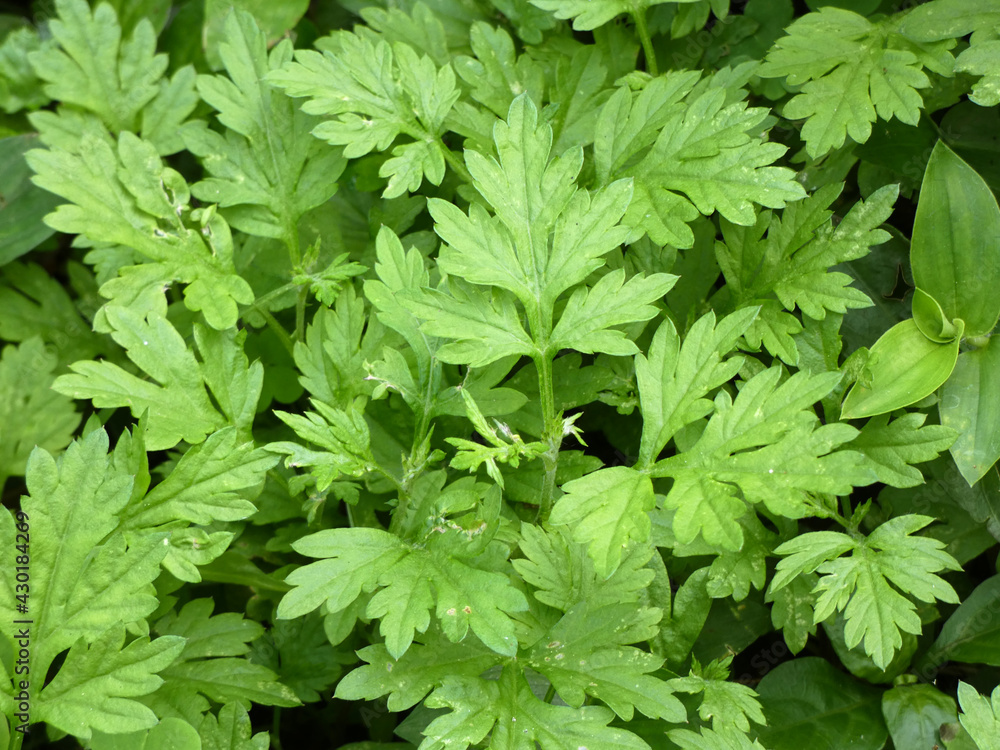 Variedad de hojas verdes sobre el suelo Variedad de hojas verdes sobre el suelo