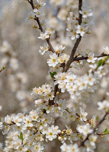 Blühende Wilde Mirabelle, Prunus cerasifera, im Frühling photo