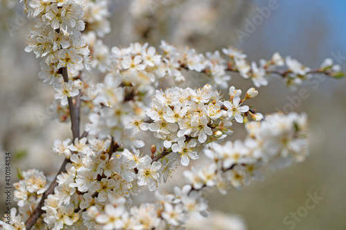 Blühende Wilde Mirabelle, Prunus cerasifera, im Frühling