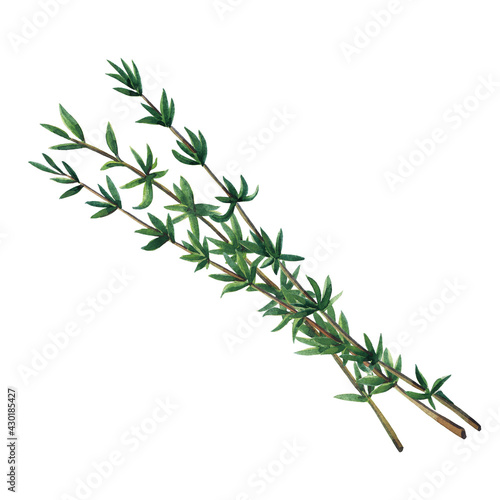 Three green branches of thyme isolated on white background.  Watercolor hand drawn illustration.