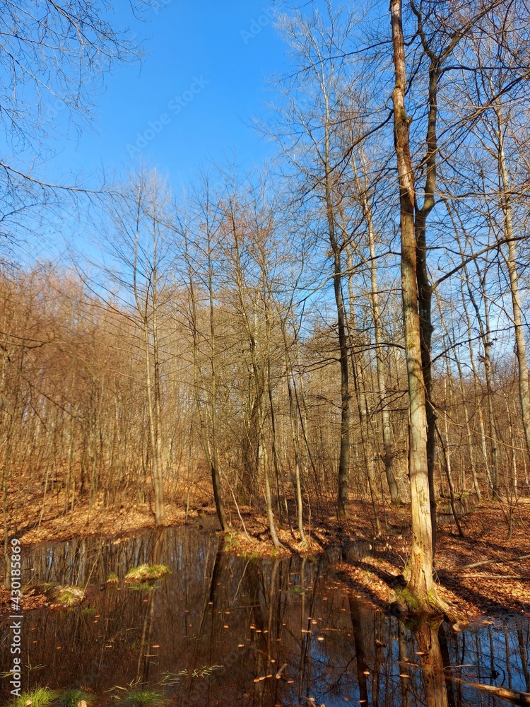 Obraz premium trees in the forest