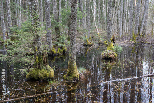 Foto Swampy natural riparian forest with the mos covered alder trees standing in the