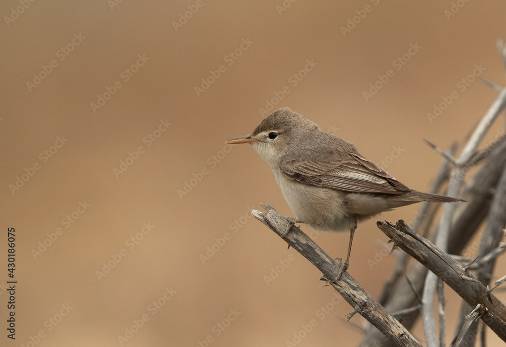 Upchers Warbler perched on dry twig, Bahrain