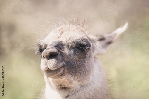 Hübsches Lama