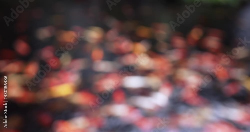 Wallpaper Mural Blurred moving Many Multicolor Fancy Carp are swimming for food, fish swim in the pond. Torontodigital.ca