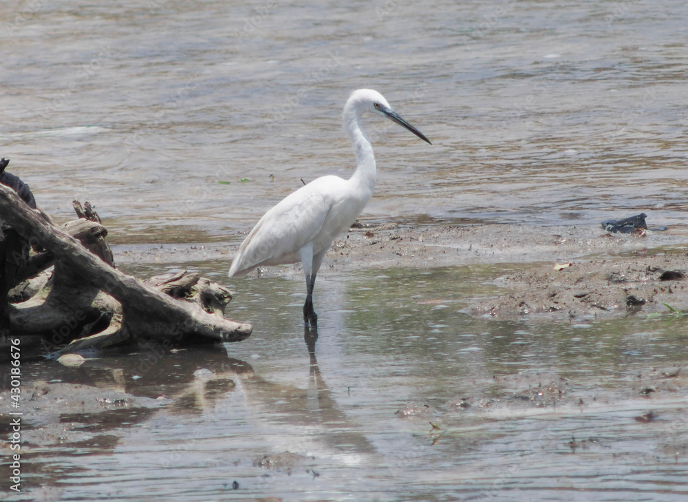 egret egret