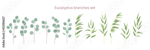 Eucalyptus branches set. Decorative floristic elements for your design. Flat style.
