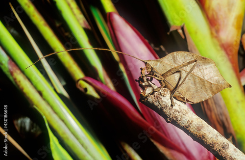 Canvas Print Leaf Katydid