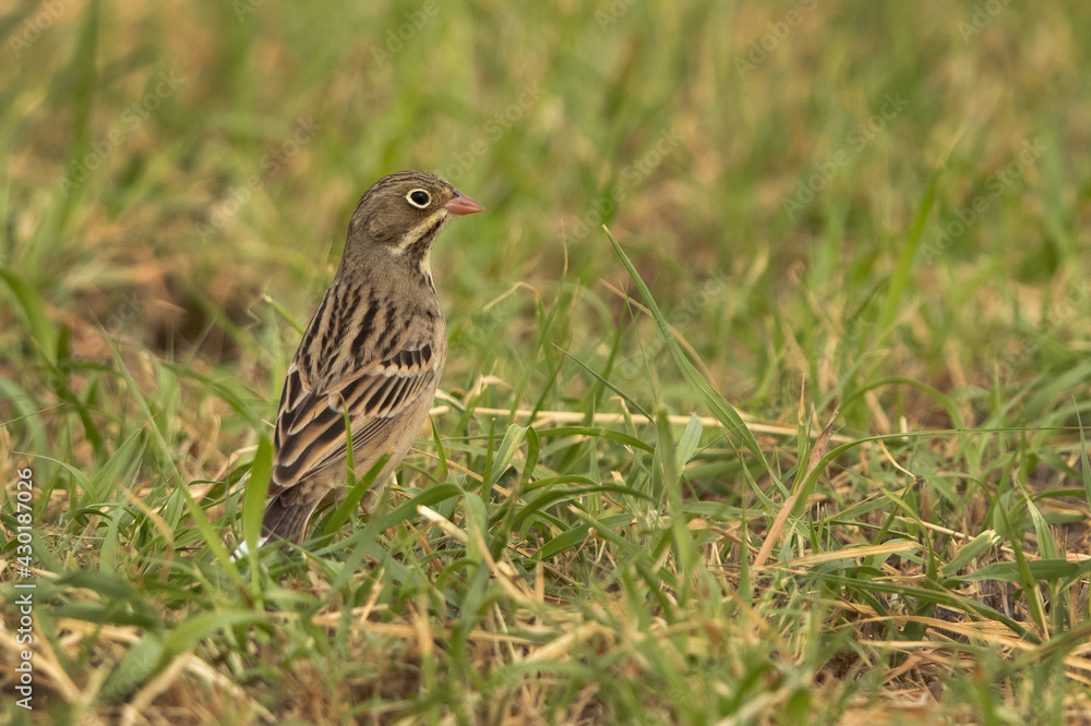 Ortolan bunting on green grass, Bahrain Ortolan bunting on green grass, Bahrain