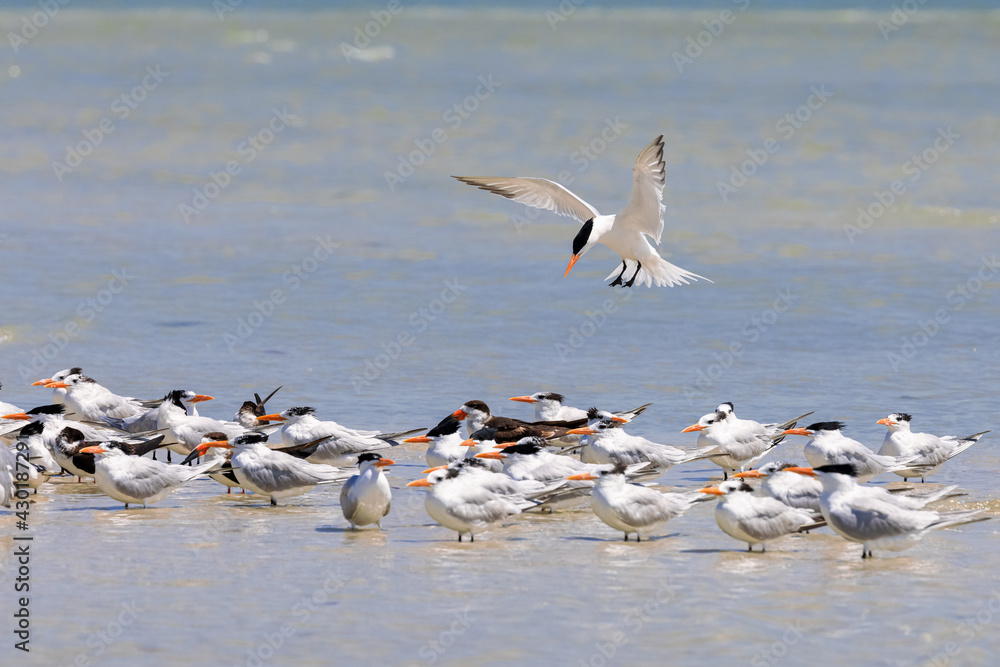 Royal Tern Bird in Flight Joins a Colony of Royal Terns near Marco Island, Florida