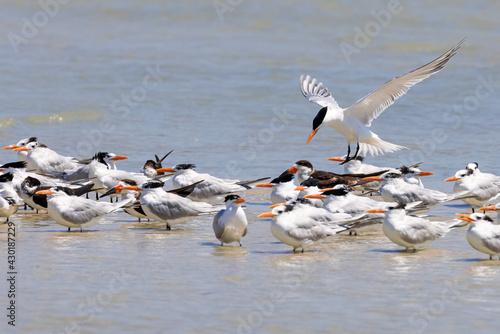 Royal Tern Bird in Flight Joins a Colony of Royal Terns near Marco Island  Florida