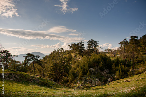 Magnificent view of green valley with evergreen coniferous trees and sky with clouds at background