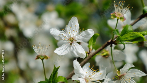 Close-up of plum flowers on a dark blurred background.
