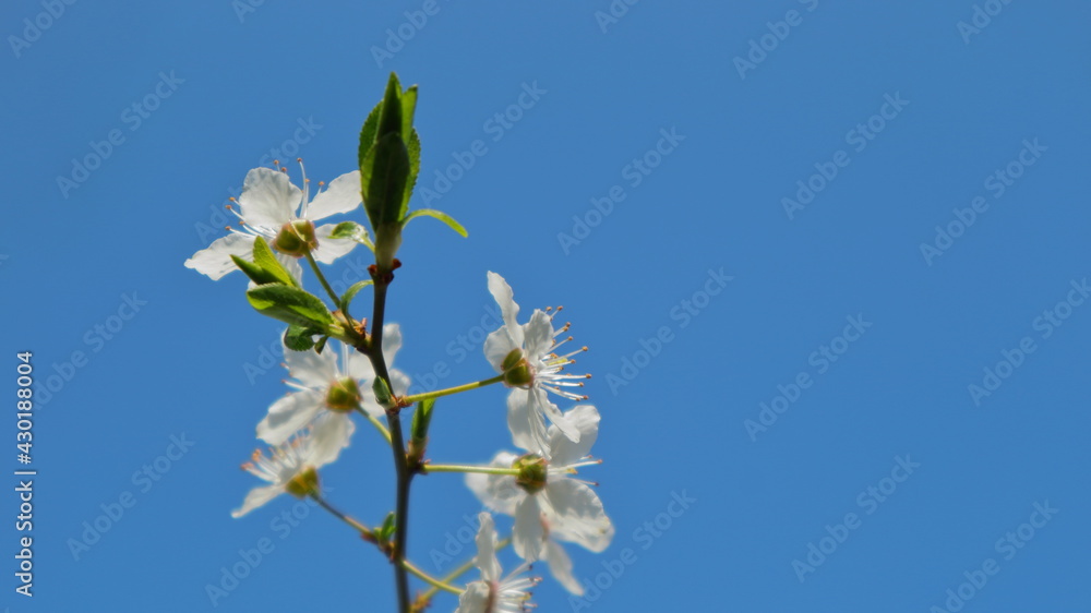 
Plum tree branches on a beautiful sky-blue background.