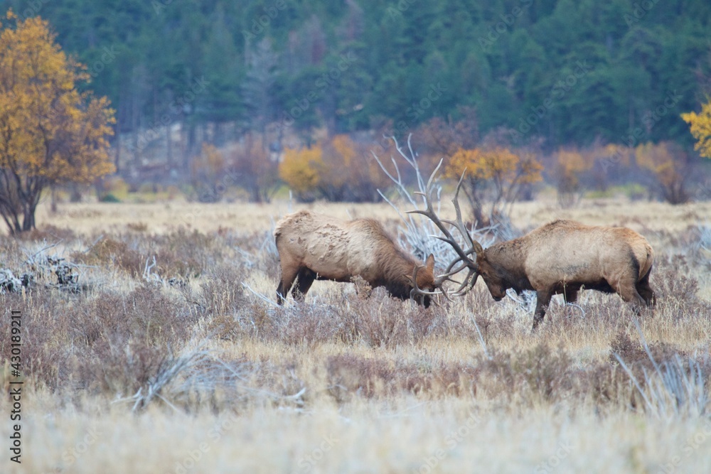 bull elk spar during fall rut bull elk spar during fall rut