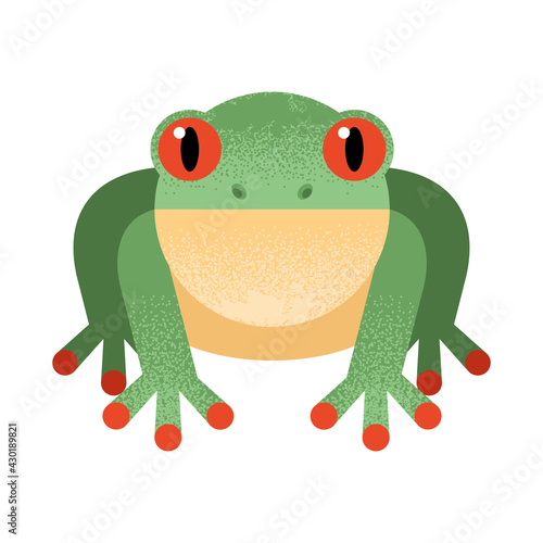 toad cute amphibian
