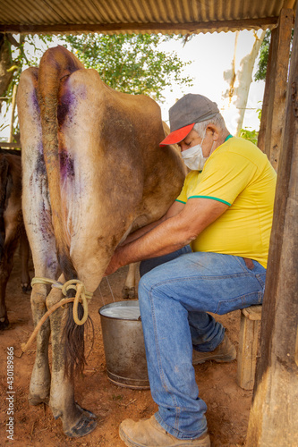 Pequeno produtor rural ordenha vaca manualmente usando máscara de proteção contra Covid 19, em Guarani, Minas Gerais, Brasil photo