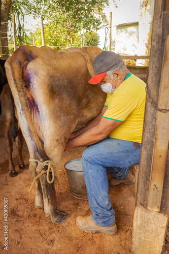 Pequeno produtor rural ordenha vaca manualmente usando máscara de proteção contra Covid 19, em Guarani, Minas Gerais, Brasil photo