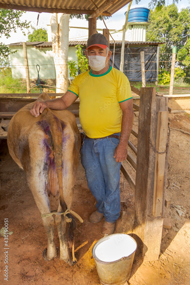 Pequeno produtor rural ordenha vaca manualmente usando máscara de proteção contra Covid 19, em Guarani, Minas Gerais, Brasil Pequeno produtor rural ordenha vaca manualmente usando máscara de proteção contra Covid 19, em Guarani, Minas Gerais, Brasil