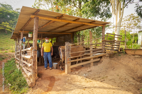 Pequeno produtor rural ordenha vaca manualmente usando máscara de proteção contra Covid 19, em Guarani, Minas Gerais, Brasil photo
