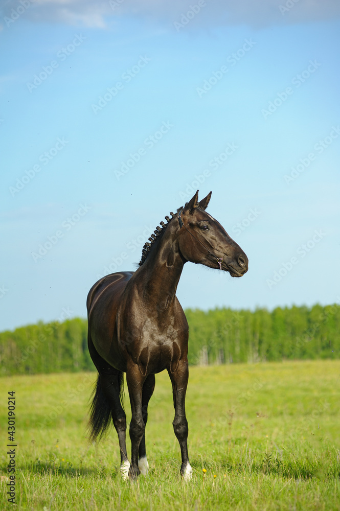Beutiful raven horse in the field Beutiful raven horse in the field