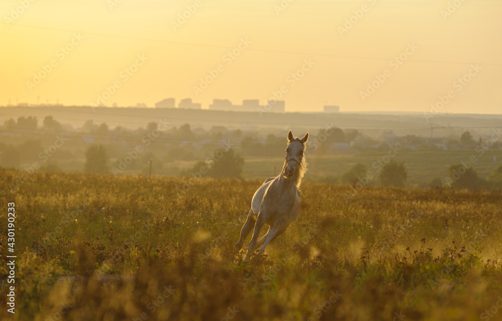 Horse in the sunset