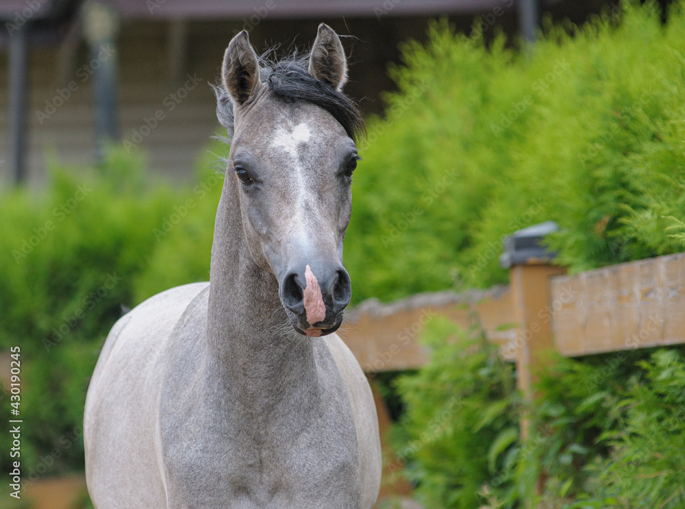 Obraz premium Cute arabian horse in green paddock