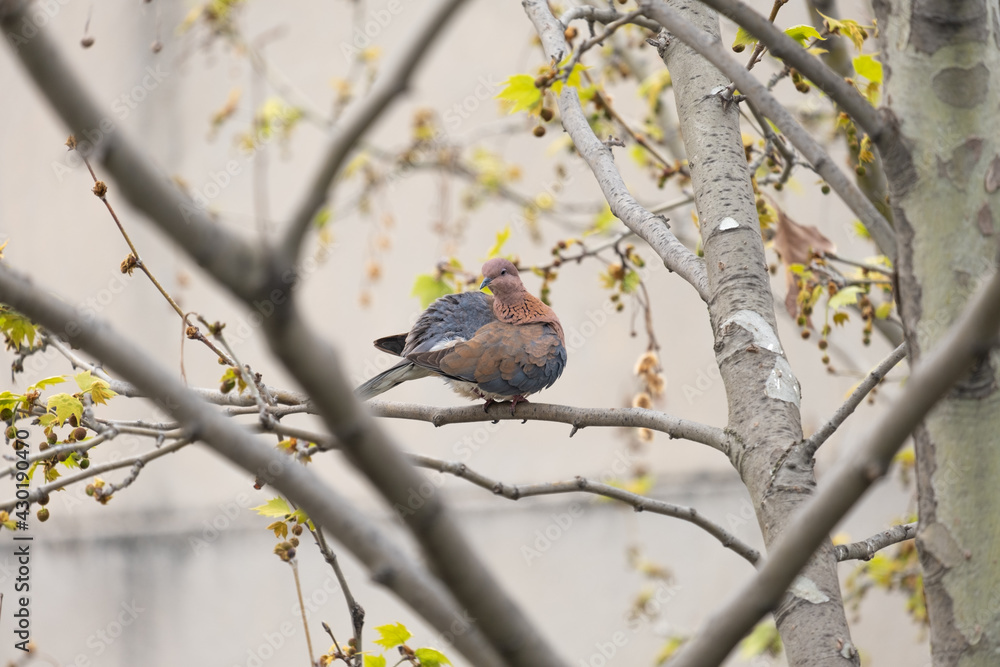 dove between tree branches, self-cleaning, sycamore tree, dove between tree branches, self-cleaning, sycamore tree,