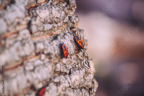 red and black beetles crawling on the bark of a tree.
