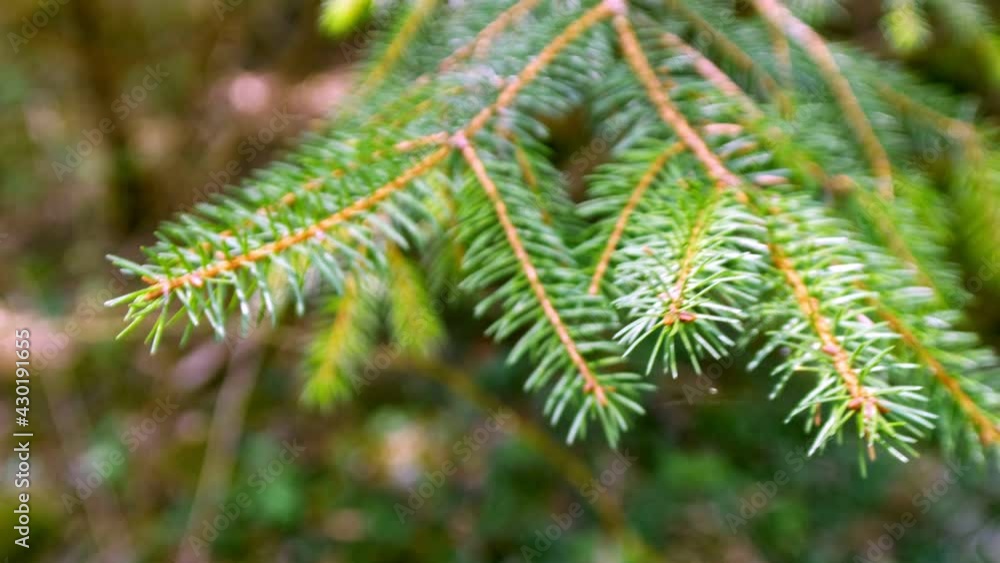 Coniferous tree branch in the forest Coniferous tree branch in the forest