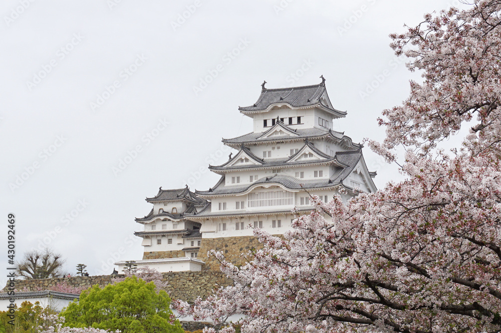Obraz premium Himeji Castle with beautiful cherry blossoms in full bloom, Himeji City, Hyogo Prefecture, Japan