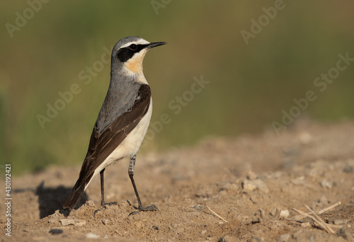 Portrait of a Northern Wheatear, Bahrain