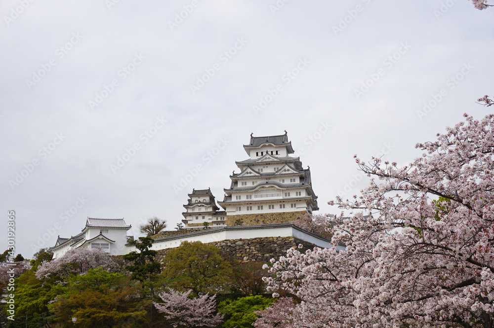Himeji Castle with beautiful cherry blossoms in full bloom, Himeji, Hyogo Prefecture, Japan Himeji Castle with beautiful cherry blossoms in full bloom, Himeji, Hyogo Prefecture, Japan