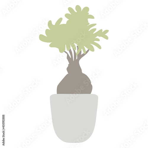 bonsai tree