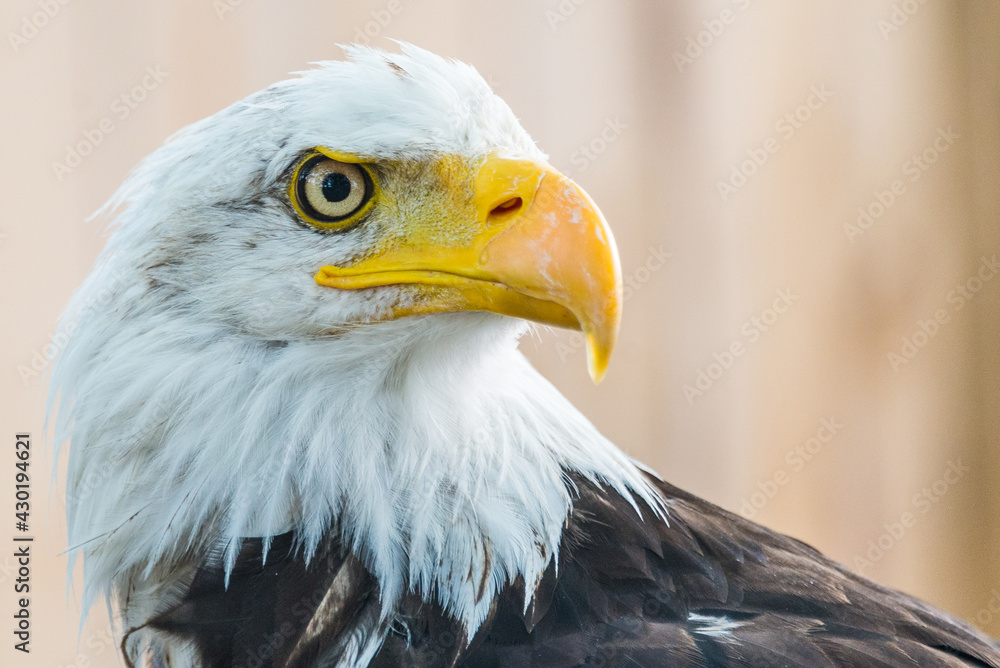Fototapeta premium aquila calva