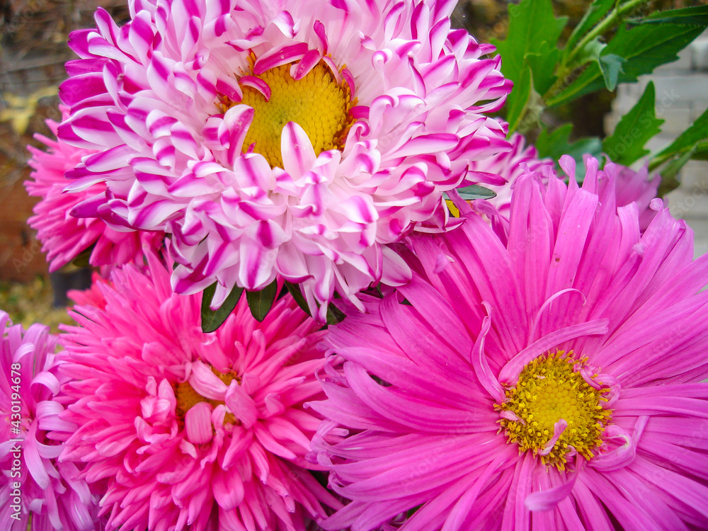 Arrangement of flowers aster Arrangement of flowers aster